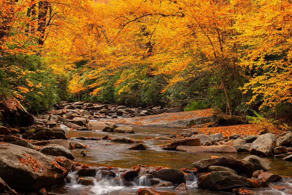 A serene outdoor scene with flowing water, vibrant autumn leaves, and rocky formations. The lush natural setting encourages exploration, reminiscent of the Great Smoky Mountains’ natural beauty and the outdoor adventures highlighted in the section.