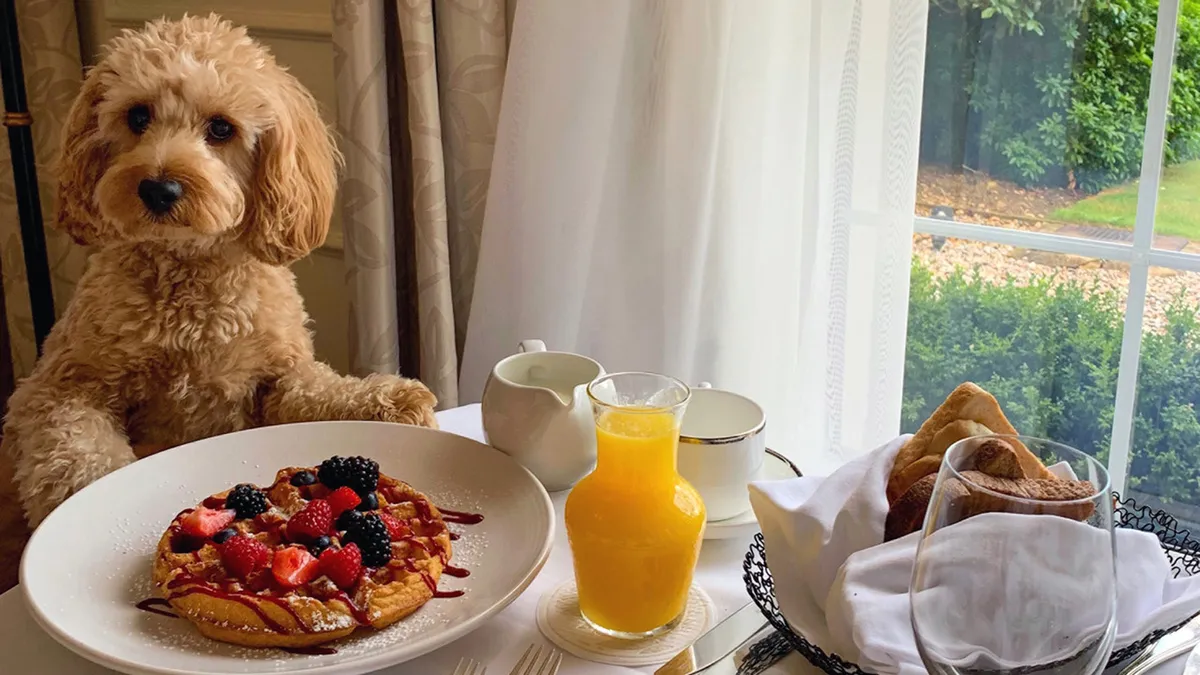 Inside, a cheerful dog sits near a plate of pancakes and fresh juice, suggesting a welcoming, pet-friendly environment. The relaxed breakfast scene is set in a cozy, sunlit nook, emphasizing the pet inclusivity and comfortable indoor-outdoor flow.